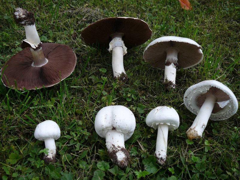 Agaricus abruptibulbus