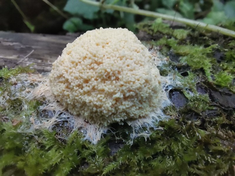 Рядовка Степная