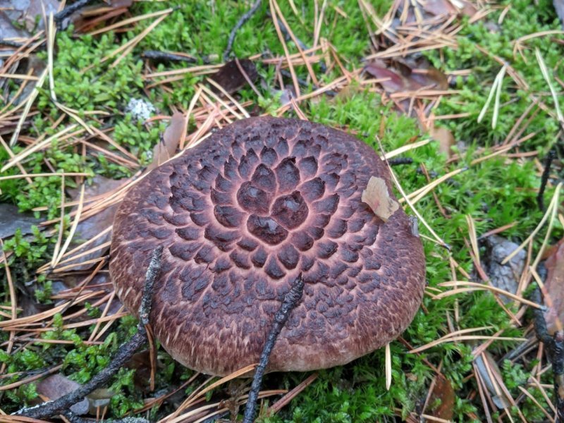 Ежевик пестрый (Sarcodon imbricatus)