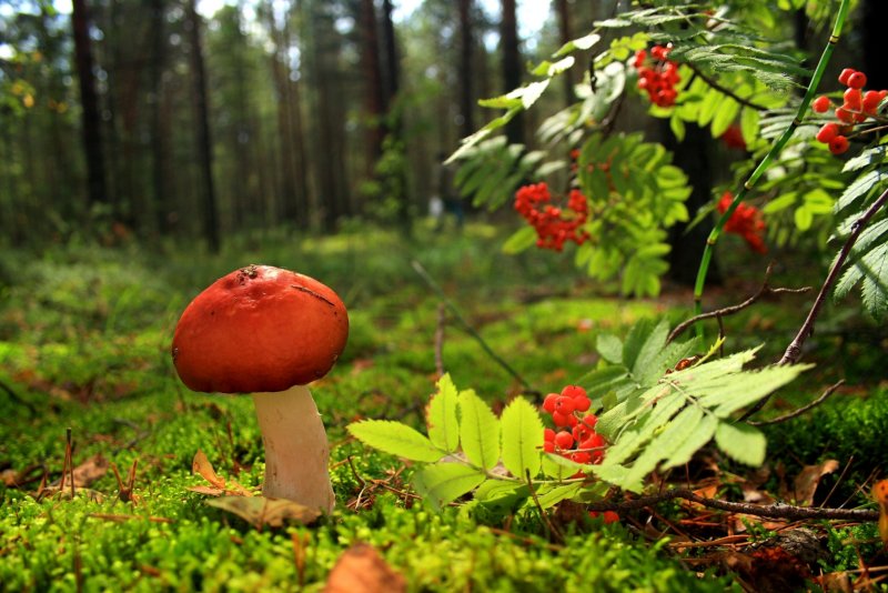 Осиньная Палана с грибами