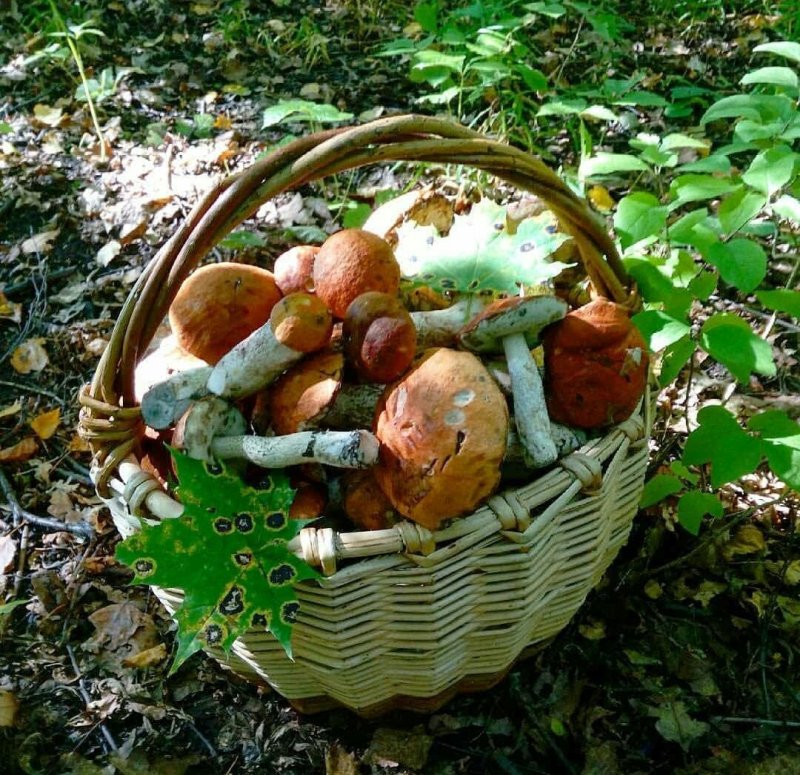 Грибное лето Успенский