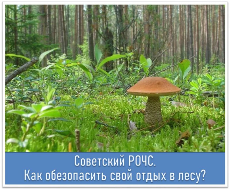 Грибная Поляна в лесу