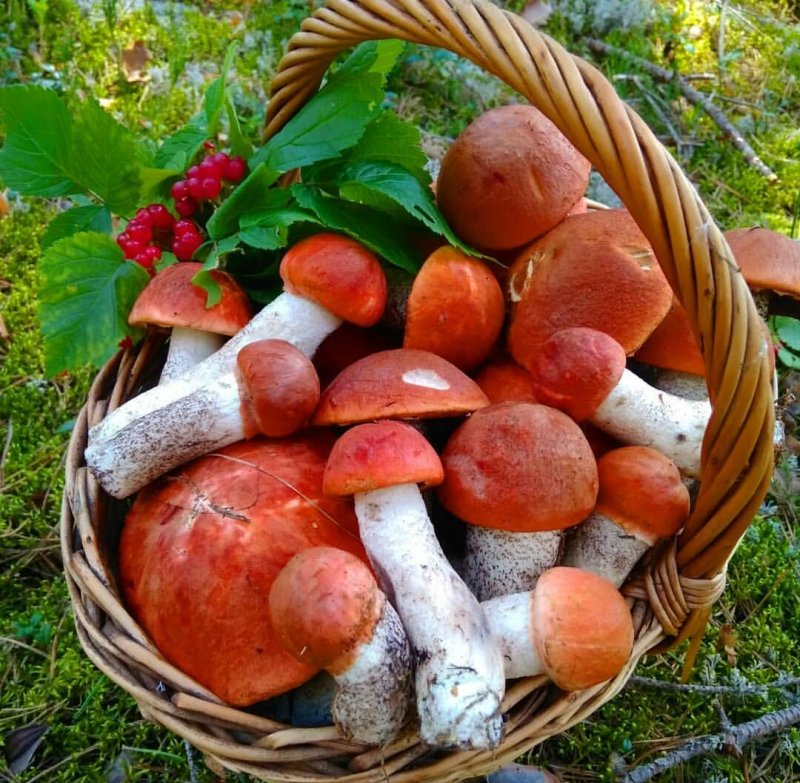 Сбор грибов