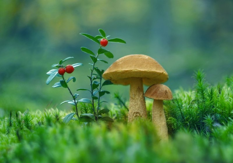 Лето грибы