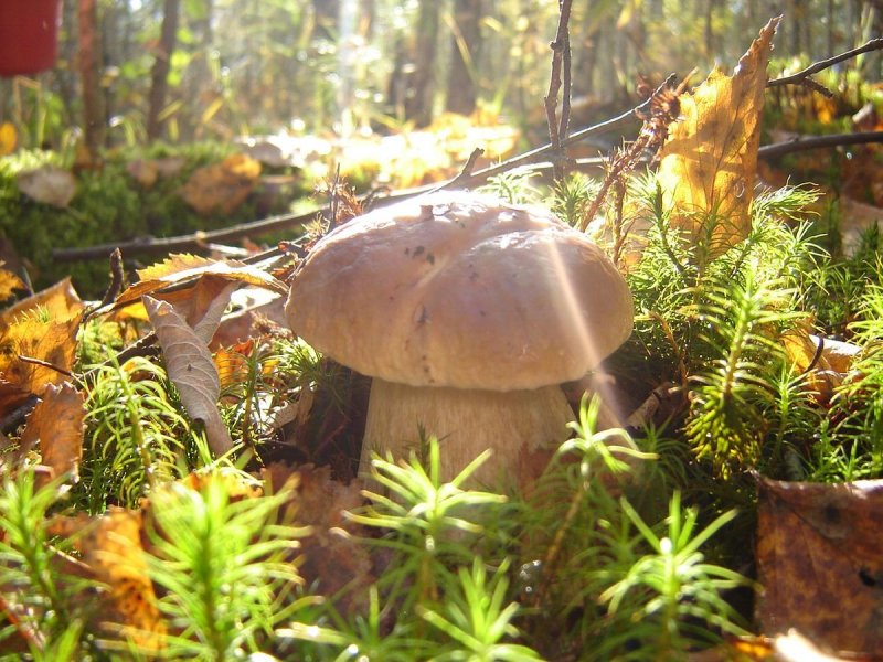 Осенний грибной лес