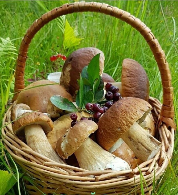 Корзинка с грибами
