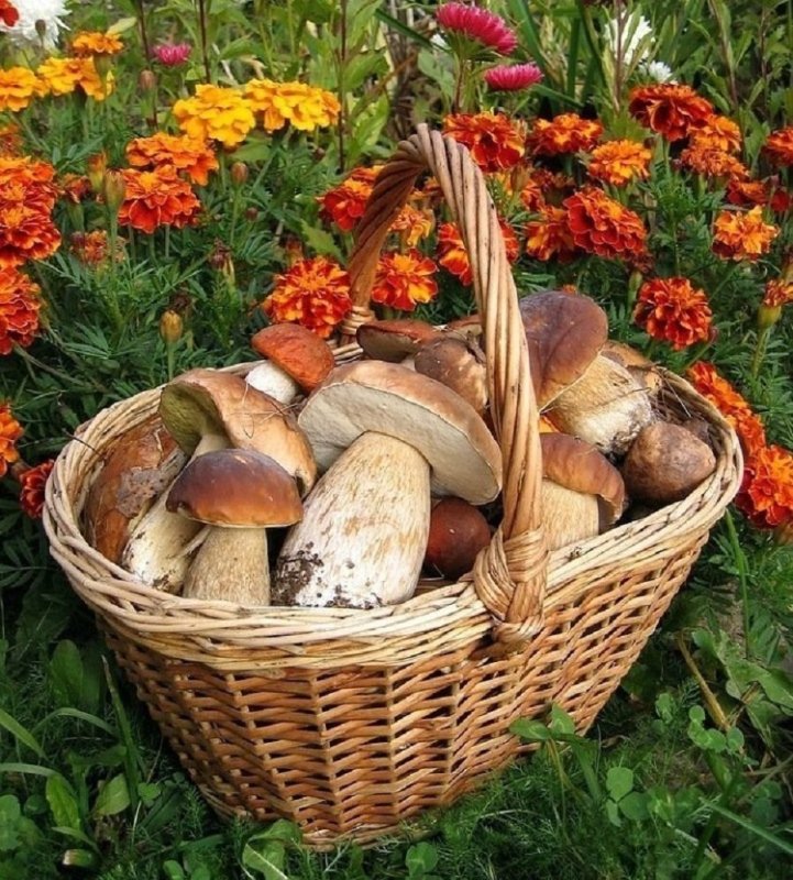 Грибное лукошко грибы