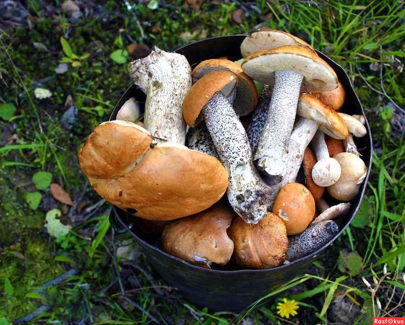 Грибы Сибири