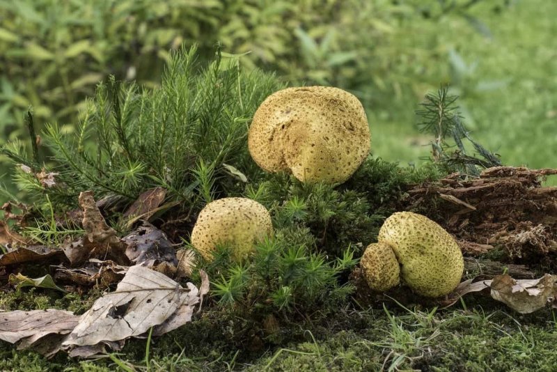 Scleroderma areolatum
