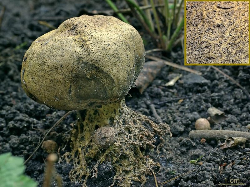 Scleroderma citrinum