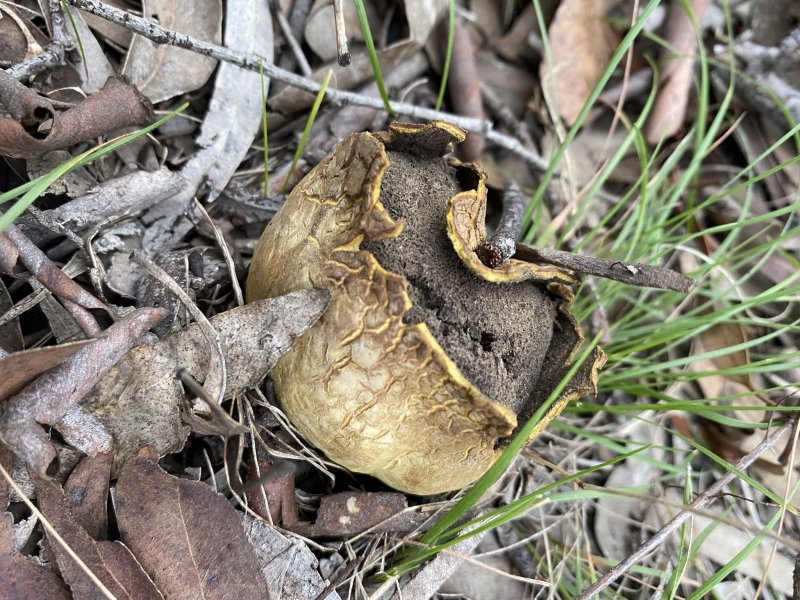 Scleroderma citrinum гриб