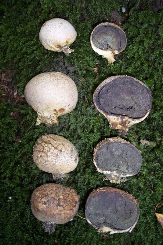 Ложнодождевик бородавчатый Scleroderma verrucosum