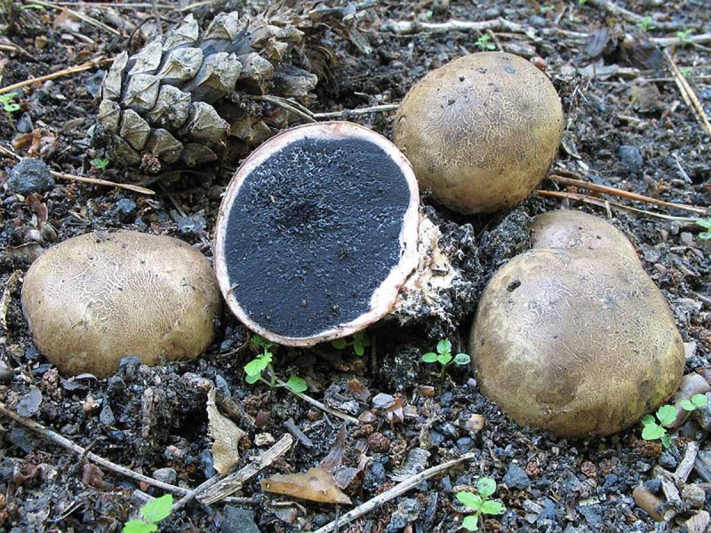 Бородавчатый дождевик Scleroderma