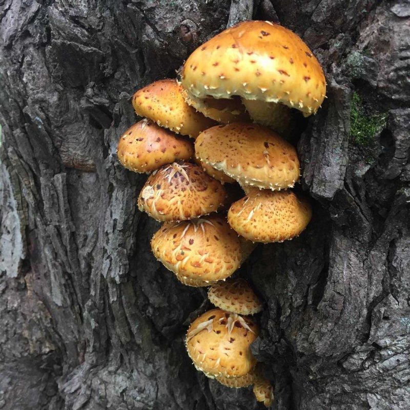 Трутовик чешуйчатый Polyporus squamosus