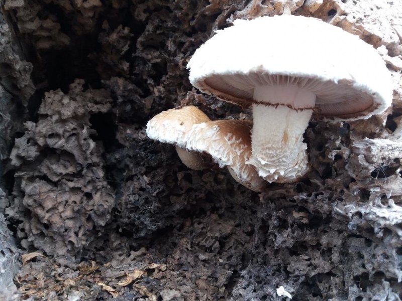 Чешуйчатка Тополёвая Hemipholiota populnea