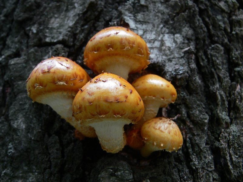 Чешуйчатка разрушающая Pholiota destruens