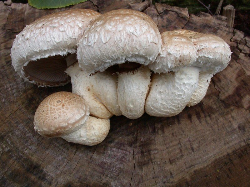 Чешуйчатка Тополёвая Hemipholiota populnea