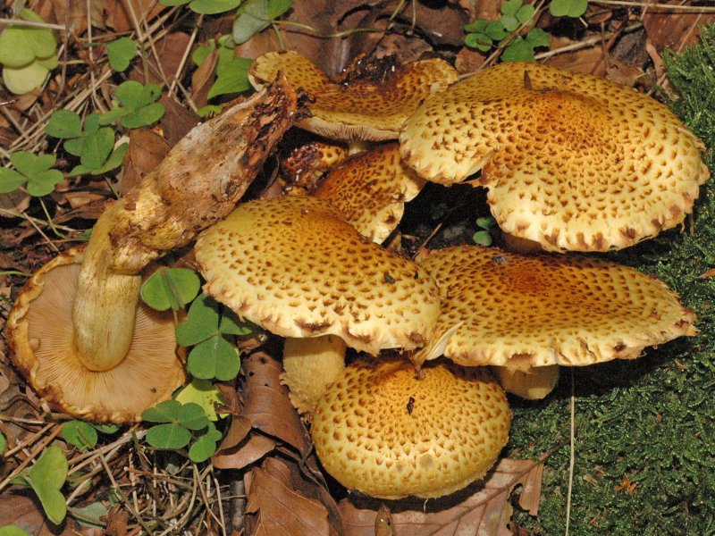 Чешуйчатка разрушающая Pholiota populnea