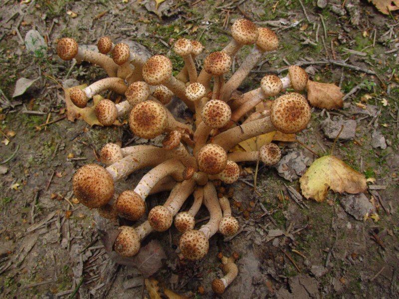 Чешуйчатка золотистая (Pholiota aurivella)