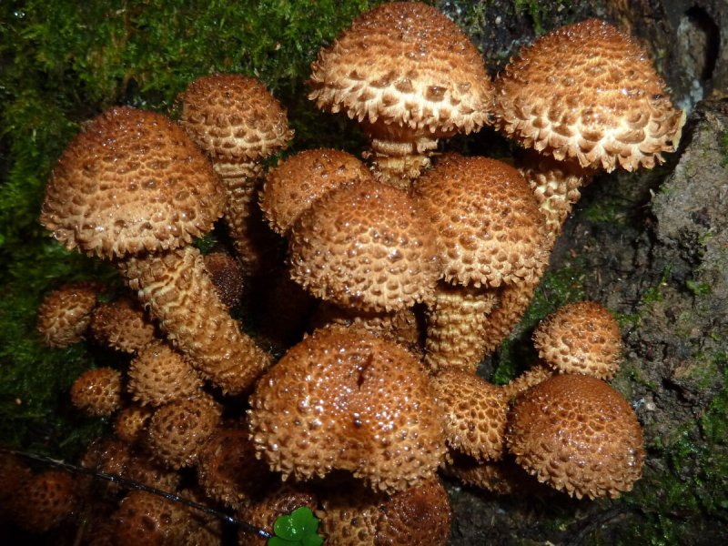 Чешуйчатка разрушающая Pholiota destruens
