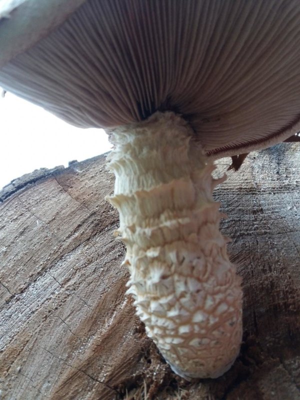 Pholiota squarrosa