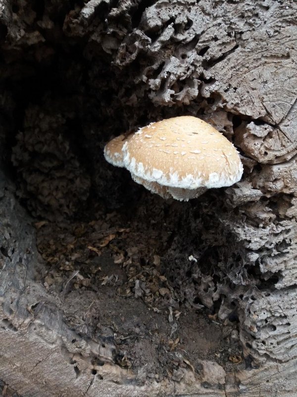 Чешуйчатка Тополёвая Hemipholiota populnea