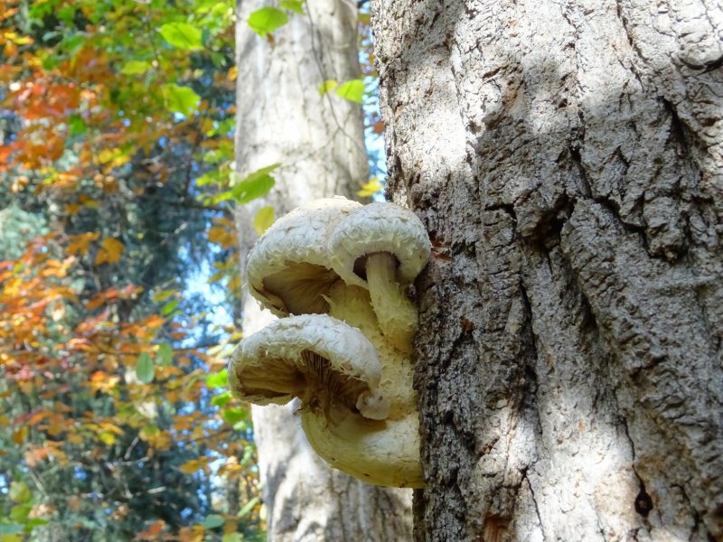 Чешуйчатка разрушающая Pholiota destruens
