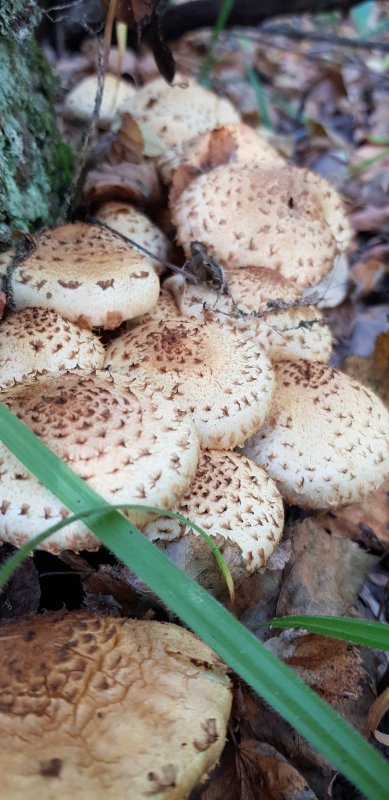 Pholiota squarrosoides гриб
