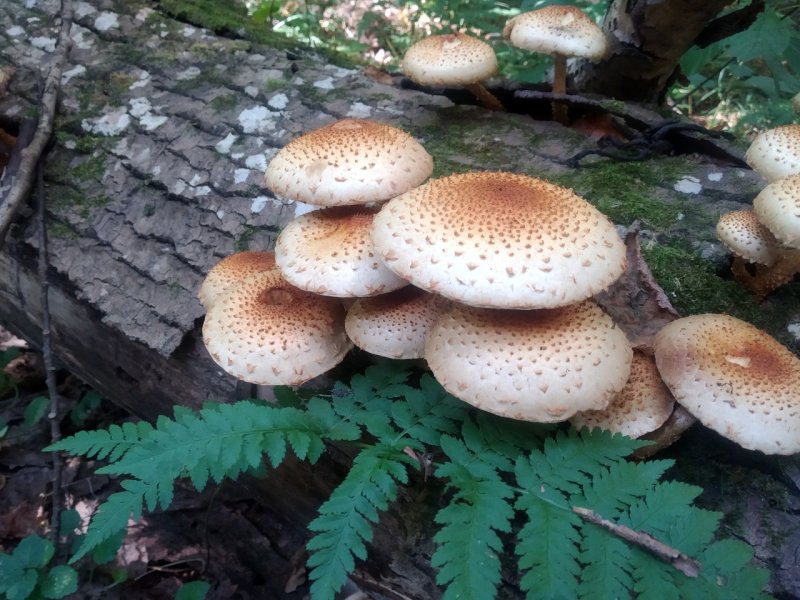 Чешуйчатка обыкновенная Pholiota squarrosa