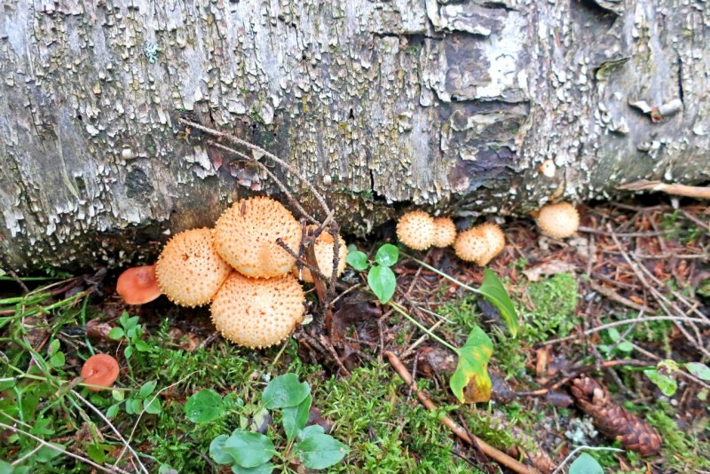 Чешуйчатка Тополёвая Hemipholiota populnea