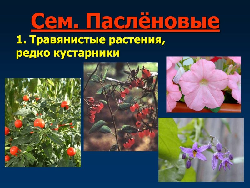 Паслёновые растения цветок