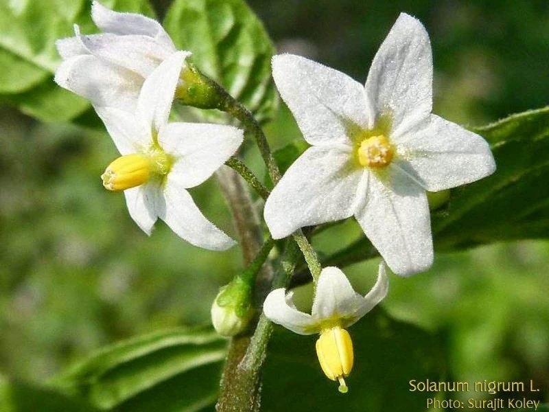 Паслен черный (Solanum nigrum)