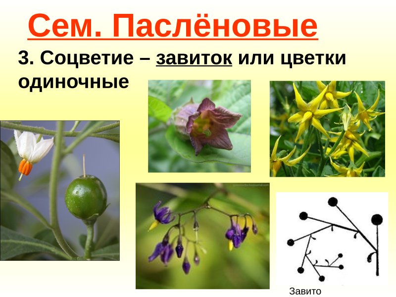 Пасленовые прилистники