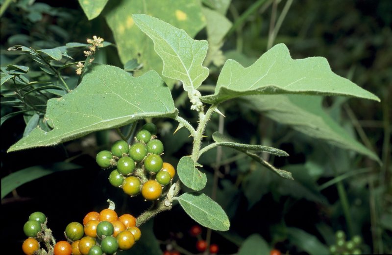 Паслён сладко-Горький (Solanum Dulcamara l.)