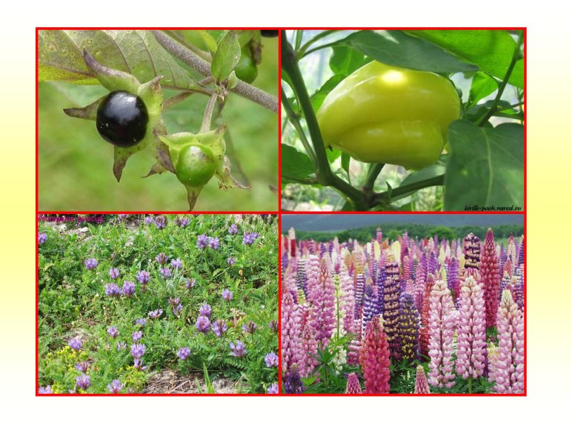 Паслен черный (Solanum nigrum)