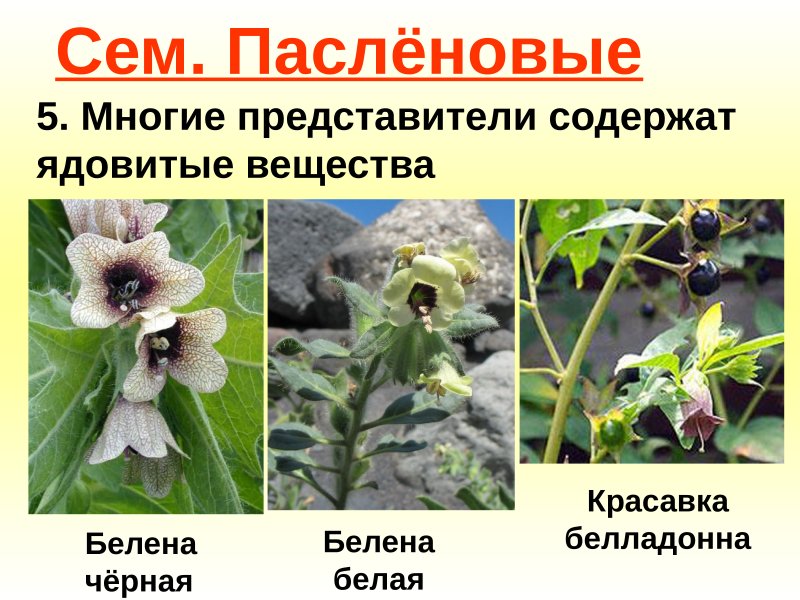 Ядовитые Пасленовые растения