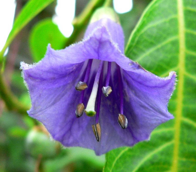 Иохрома Acnistus Australis