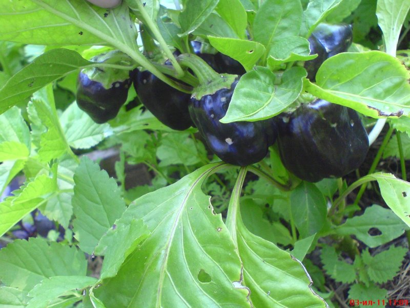 Томат Solanum lycopersicum
