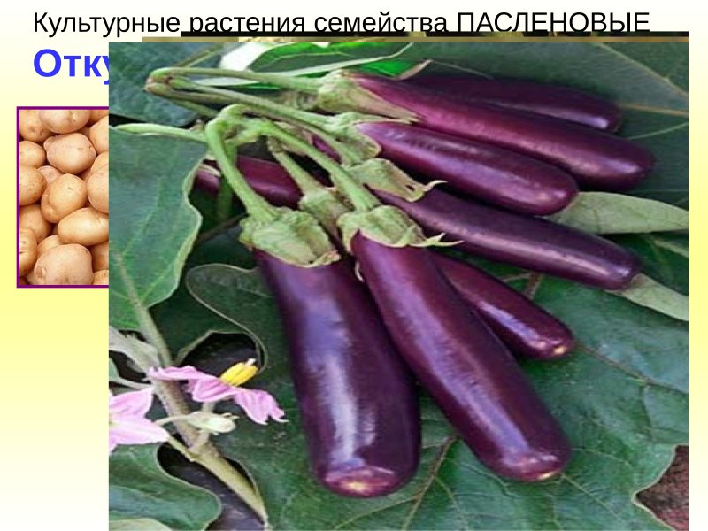 Кабачок это Пасленовые