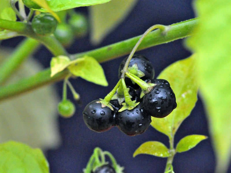 Solanaceae плод