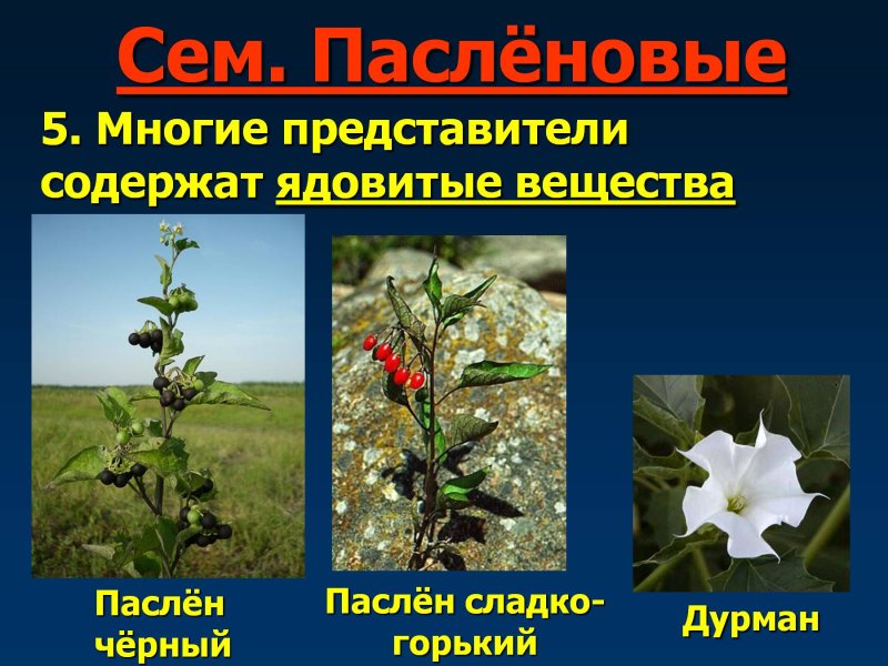 Ядовитые Пасленовые