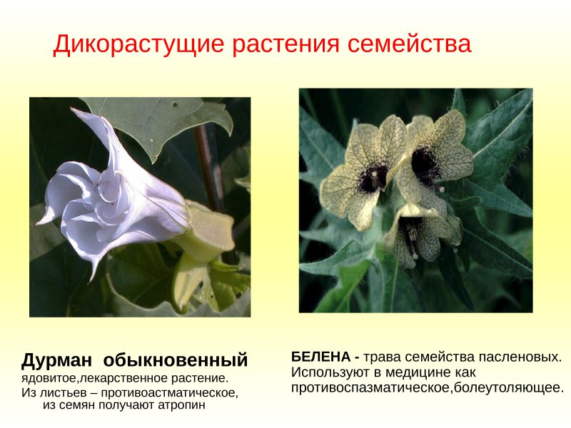 Белена (дурман обыкновенный