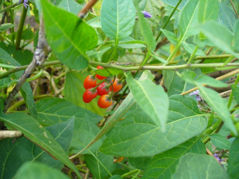 Паслен Каролинский Solanum carolinense l.