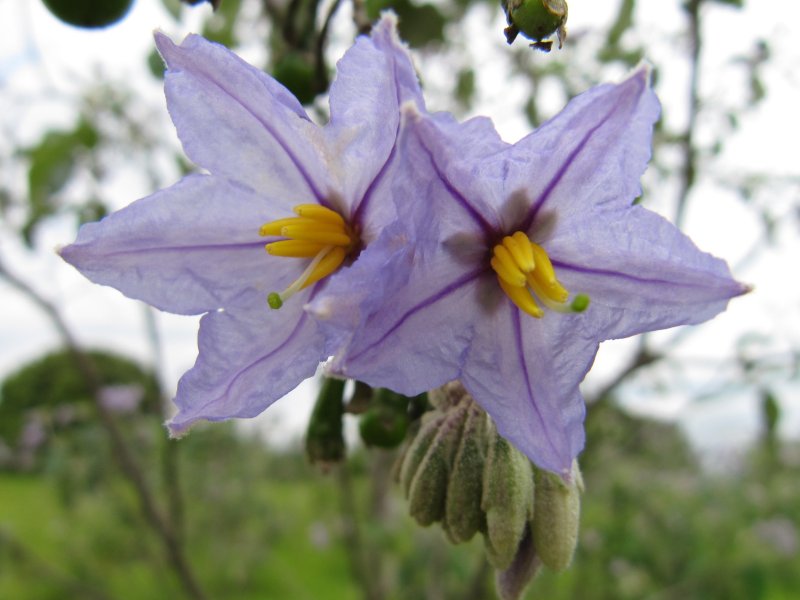 Solaneae Solanum