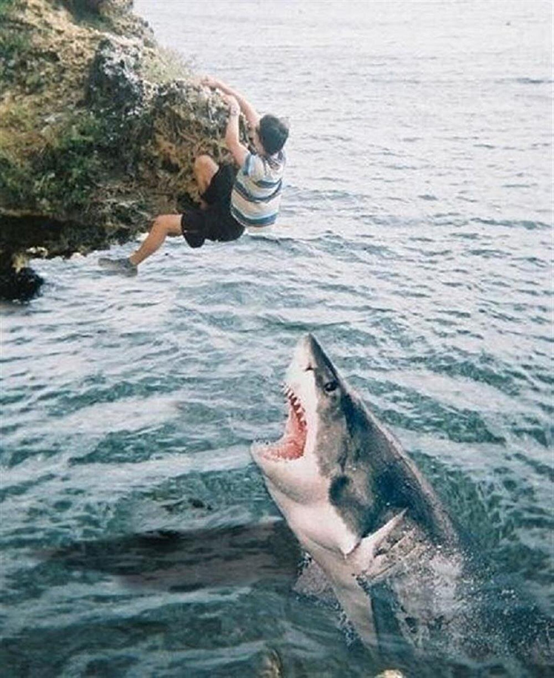 Смешные фотки акул