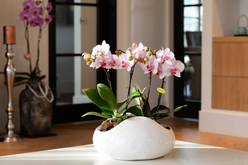 Фаленопсис Opti Flor