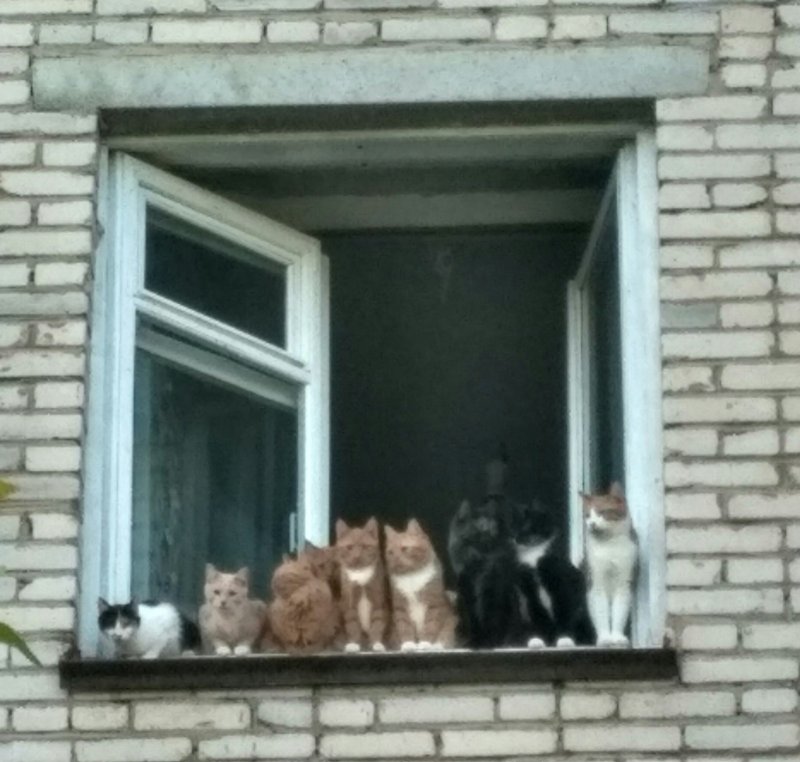 Куча котов в окнах