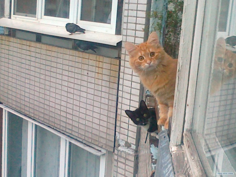 Кот в форточке