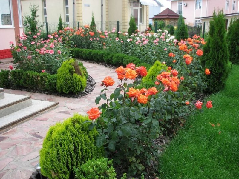 Клумба с почвопокровными розами