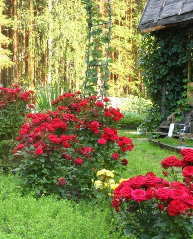 Плетистая роза в Каменном саду
